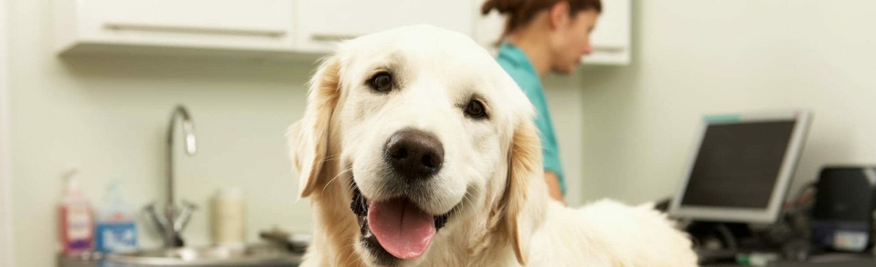 Cardiology Services for Pets