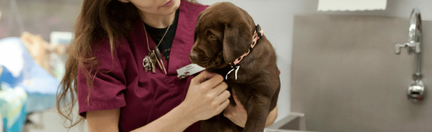 Vaccination Services for Puppies and Dogs