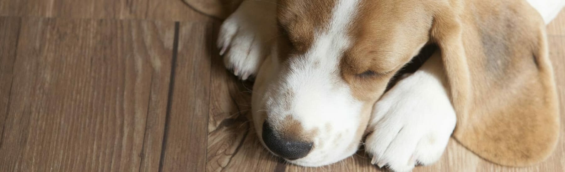 acupuncture for pets