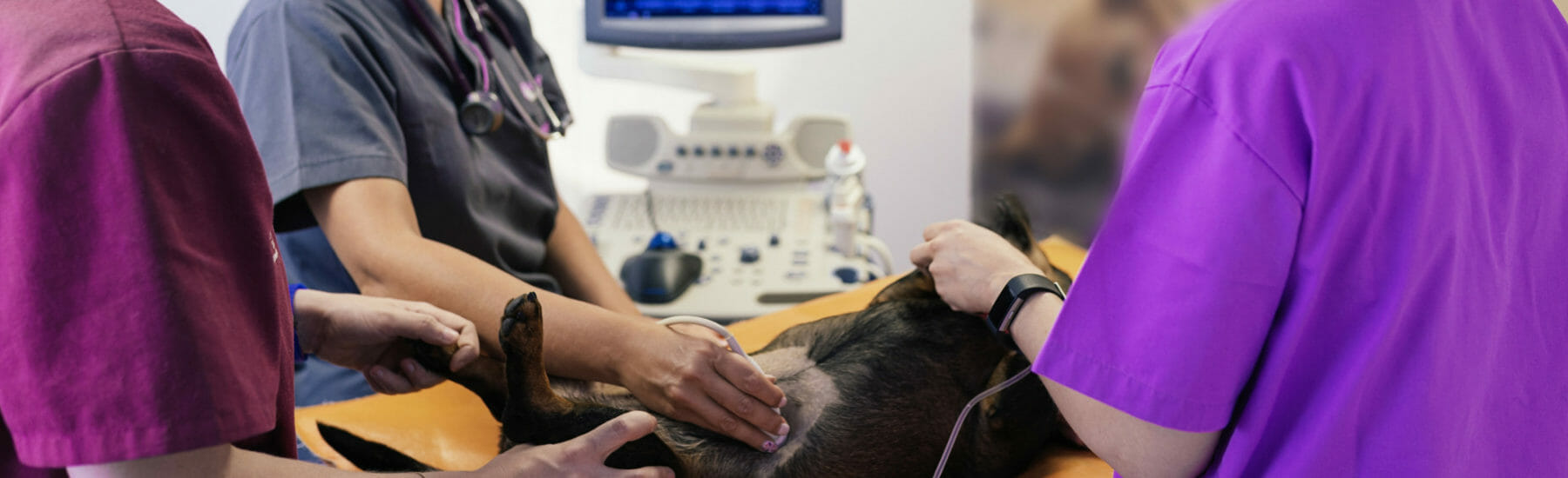 Ultrasound and X-ray Services for Pets