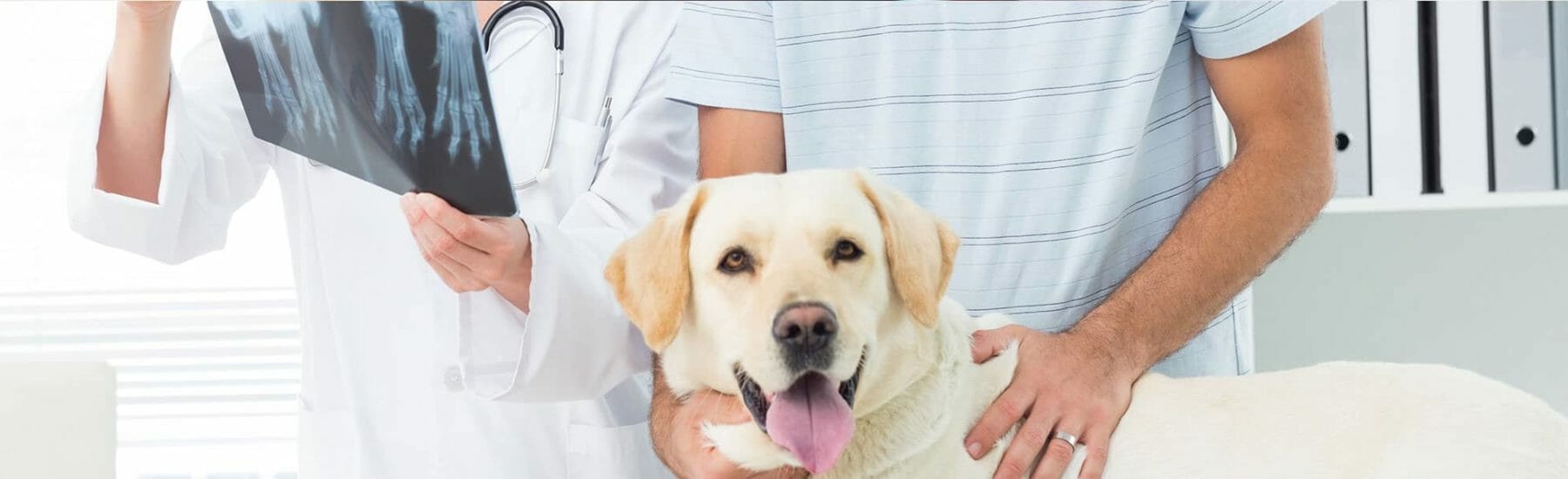 Veterinary Exams for Pets