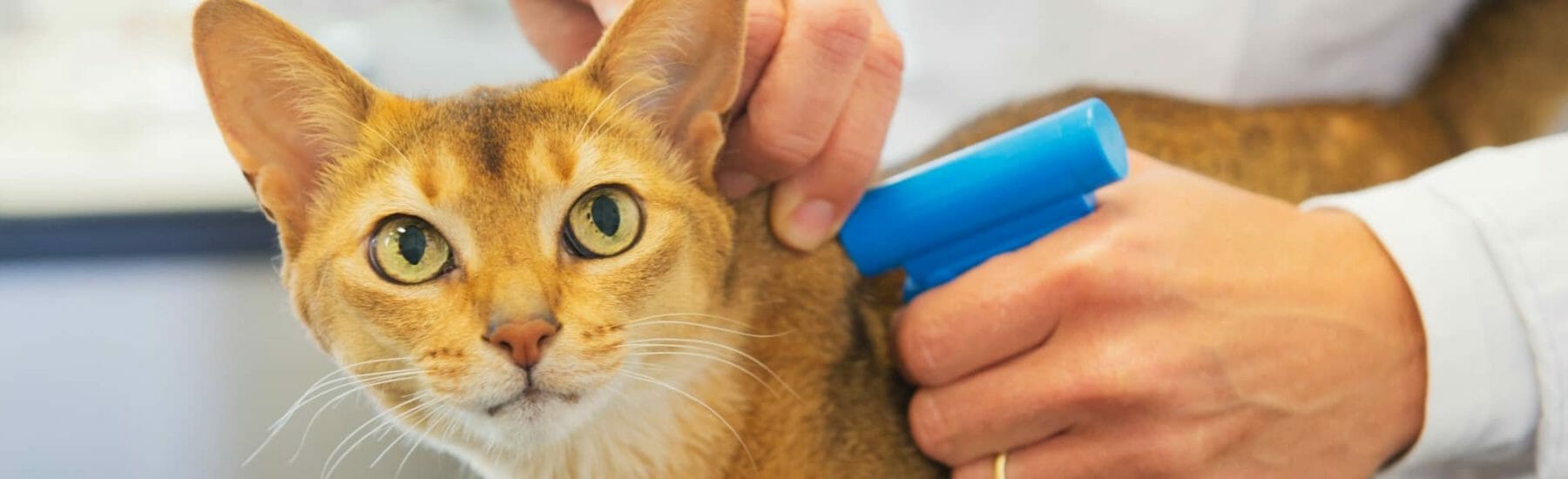Microchipping Services for Pets